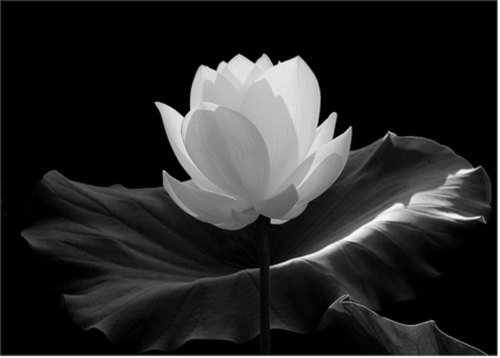 Flower Flower