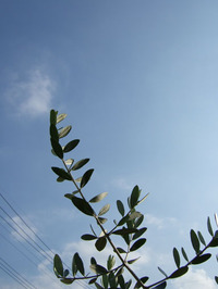 青い空とオリーブの葉