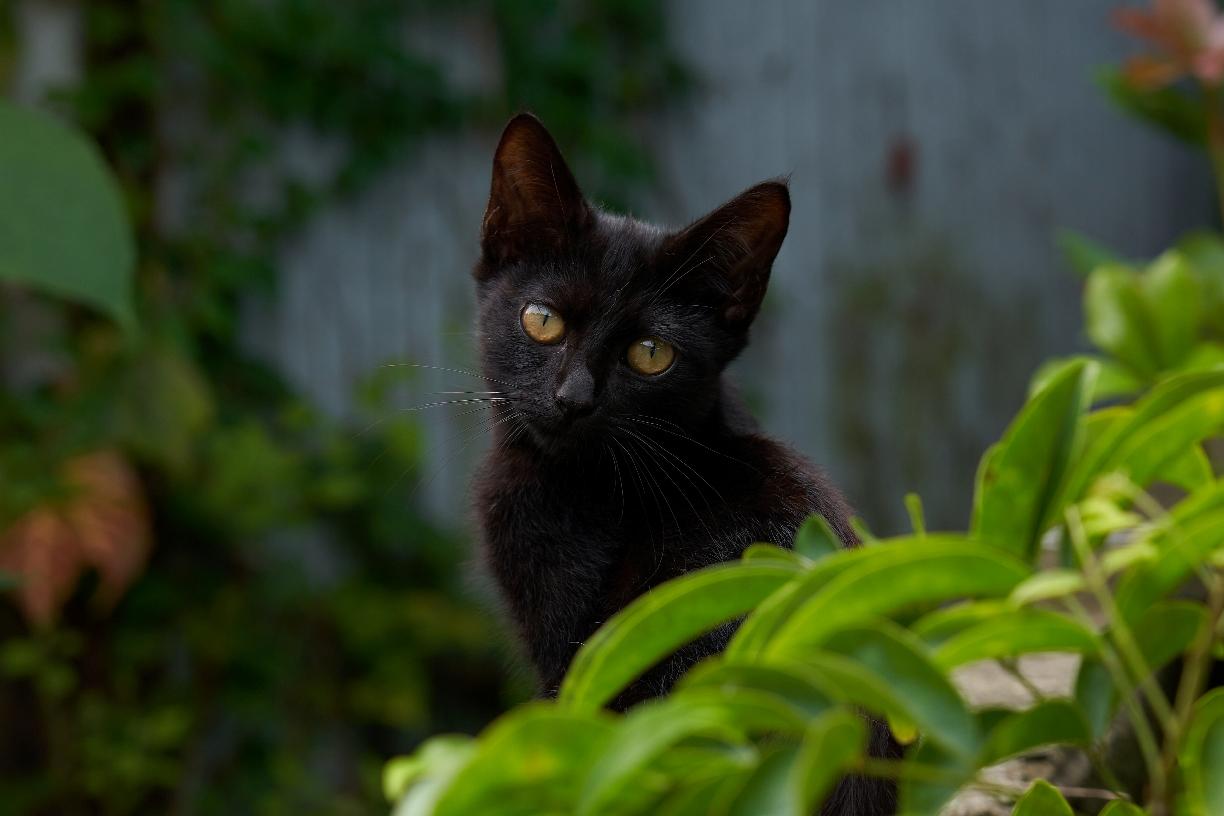 黒猫1.jpg