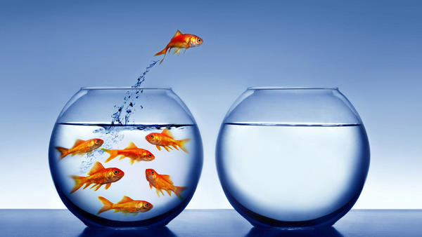 goldfish-freedom.jpg