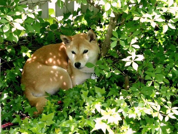 kazusa20100606.jpg