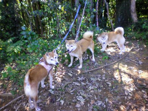 Shiba_himitsukichi