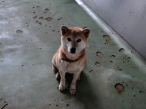 Soyo_center