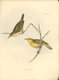 1839_Zoology_F8.9_062