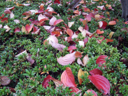 バラの花びらのような落ち葉