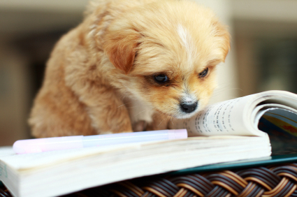 dog-reading-book.jpg