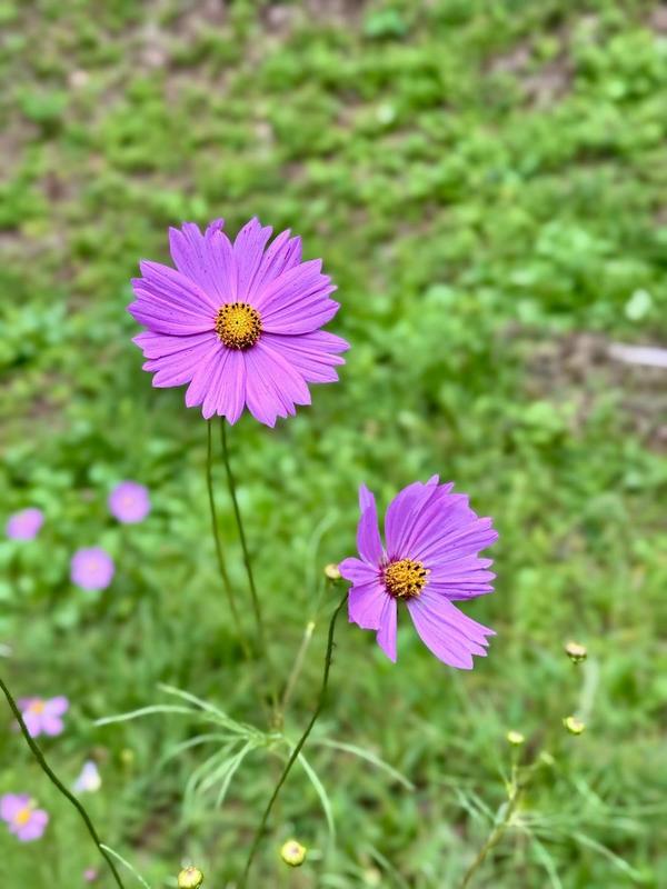 IMG_9604.jpeg