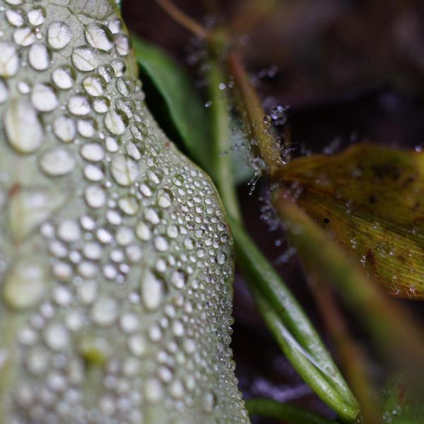 dew_12001200.JPG