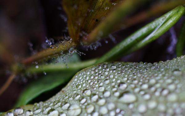 dew_1280.jpg
