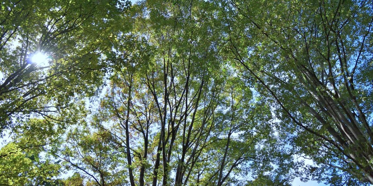 https://blogs.itmedia.co.jp/jrx/forest_green1200.jpg