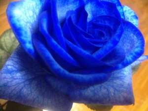 Blue_rose001