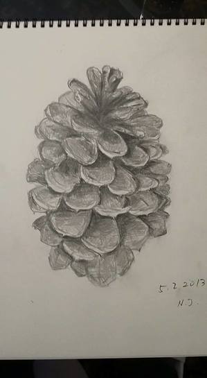 a pine cone.jpg