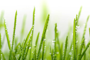 Rain_grass