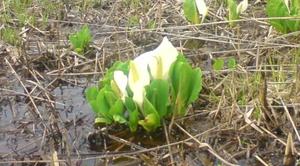 妙高市 いもり池 の水芭蕉は今が満開 竹内義晴の しごとのみらい オルタナティブ ブログ