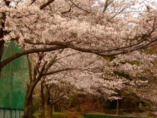 散れ『千本桜景厳』