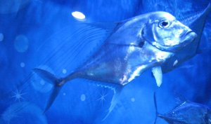 Koreanfish01