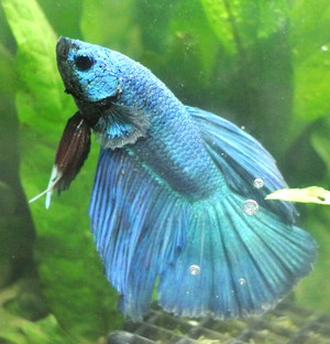 Betta20120707